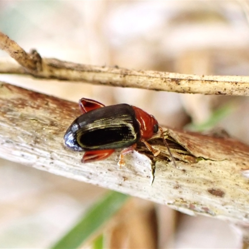 Arsipoda laeviceps