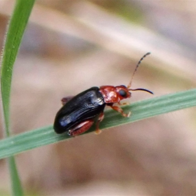 Arsipoda laeviceps