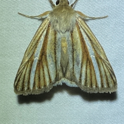 Heliocheilus cramboides