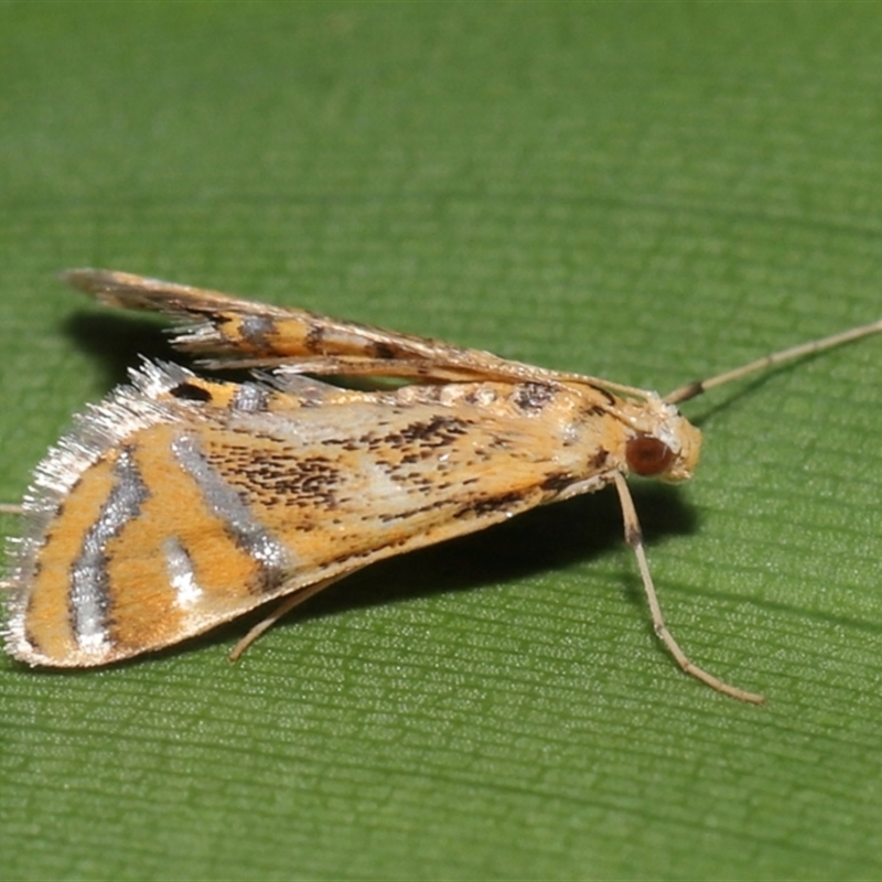 Cataclysta lampetialis