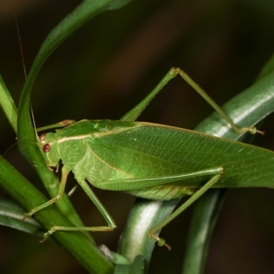 Caedicia simplex