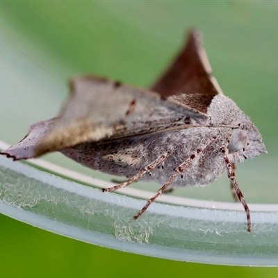 Oenochroma vetustaria