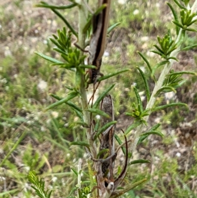 Uracanthus bivitta