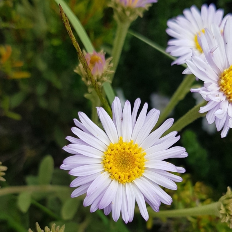 Olearia frostii