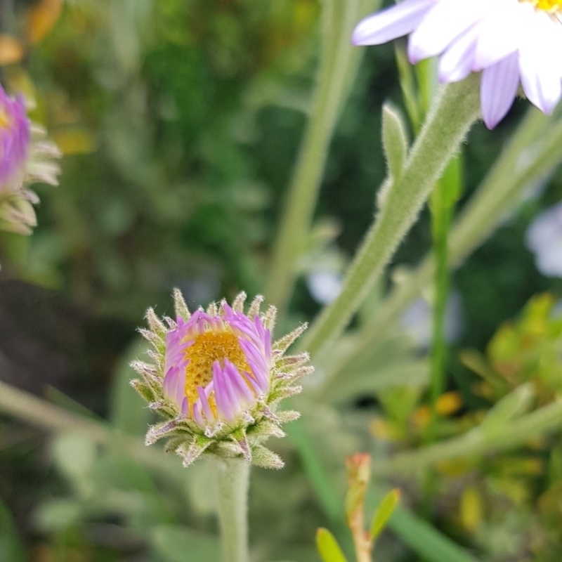 Olearia frostii