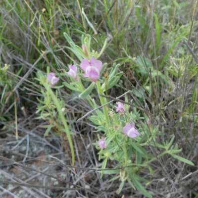 Mimulus gracilis