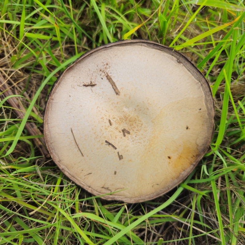 Agaricus campestris