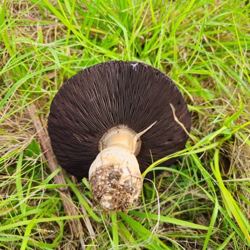 Agaricus campestris