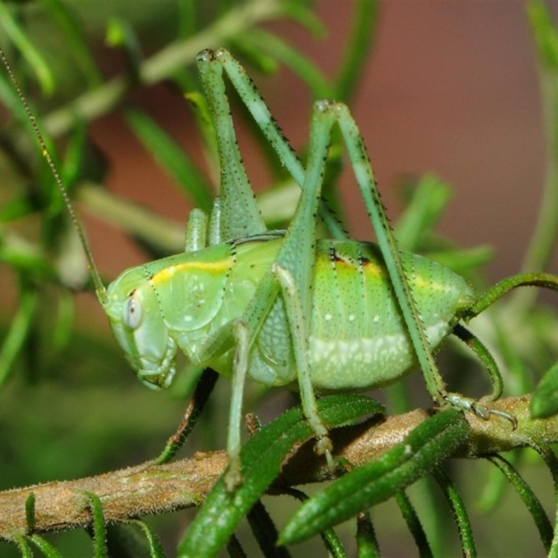 Caedicia sp. (genus)