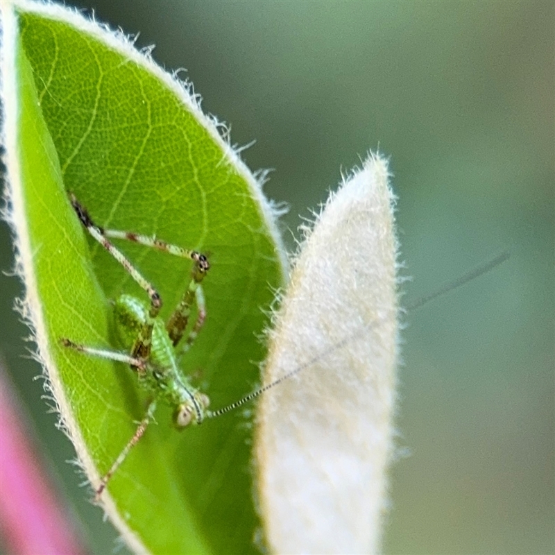 Caedicia sp. (genus)