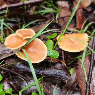 Rhodocollybia sp.