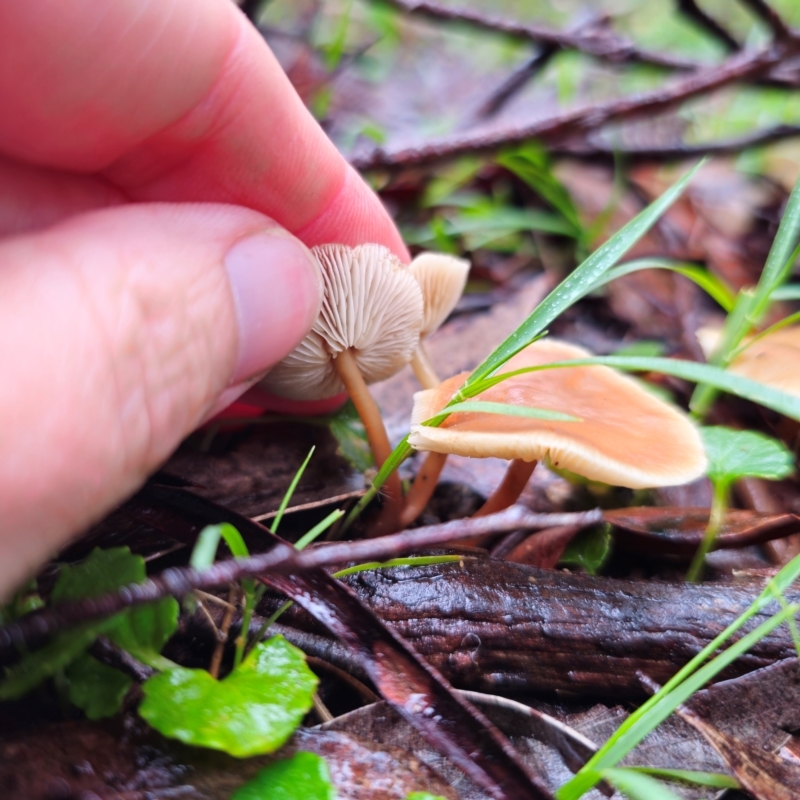 Rhodocollybia sp.