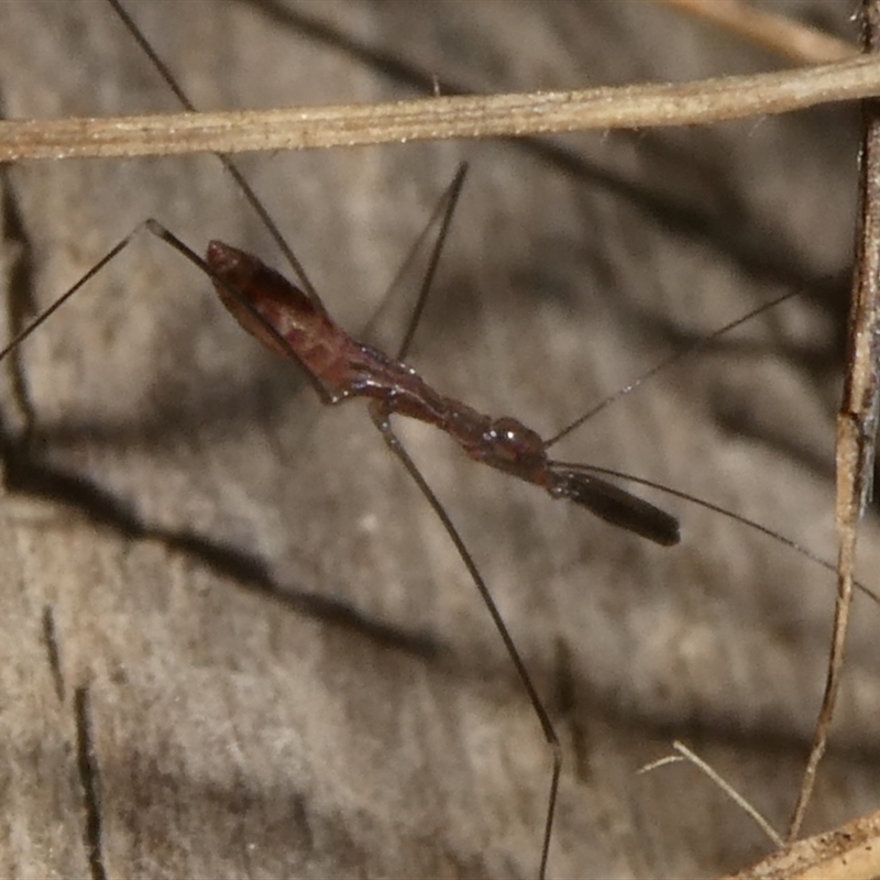 Emesinae sp. (sub-family)