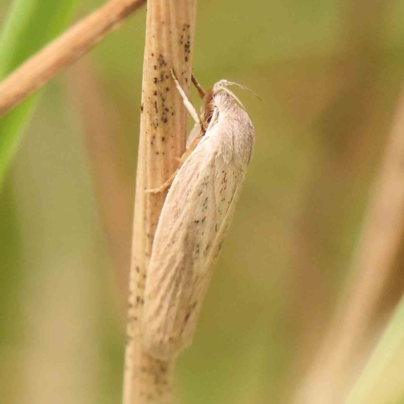 Scieropepla reversella