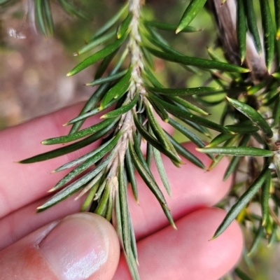 Olearia pinifolia