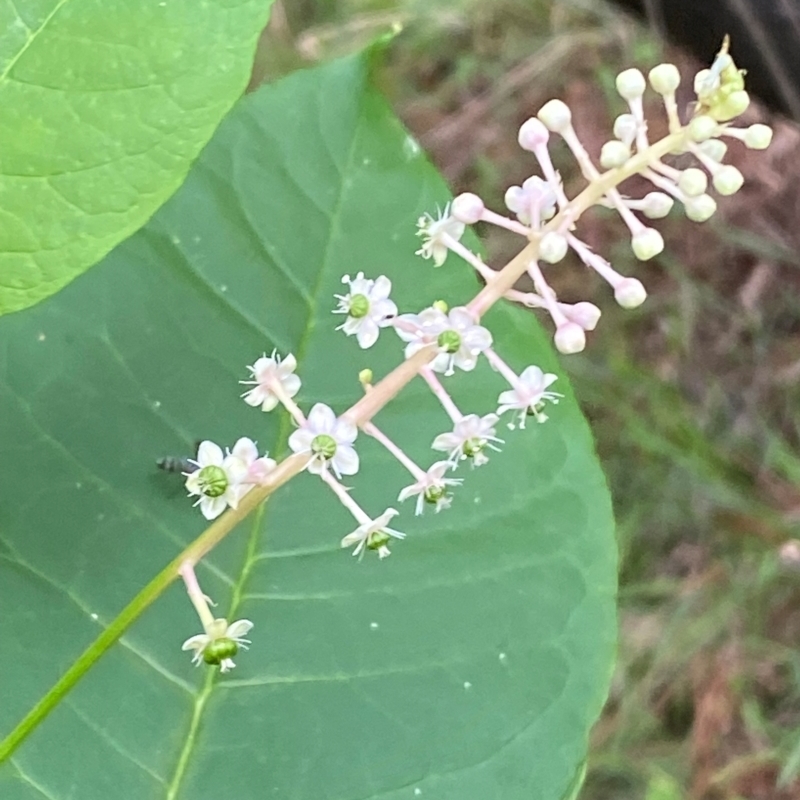 Phytolacca americana