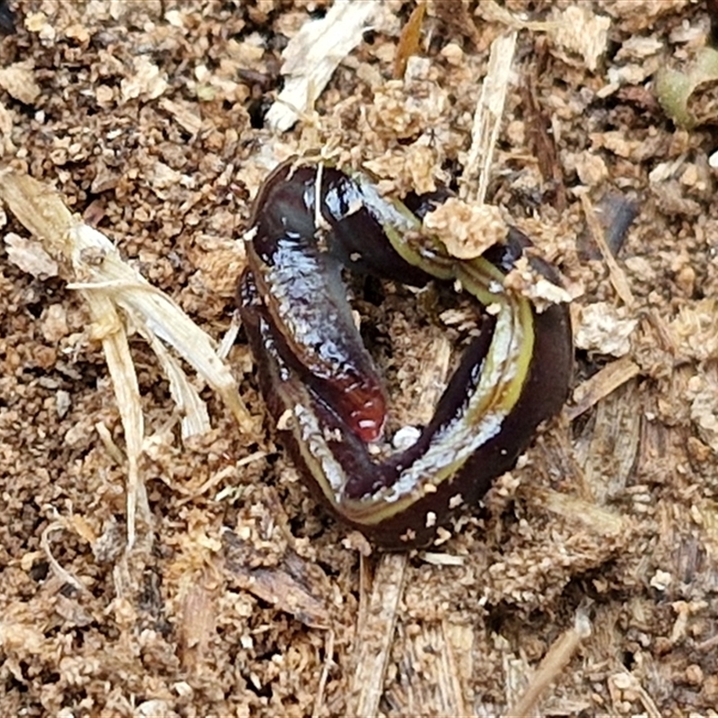 Caenoplana bicolor