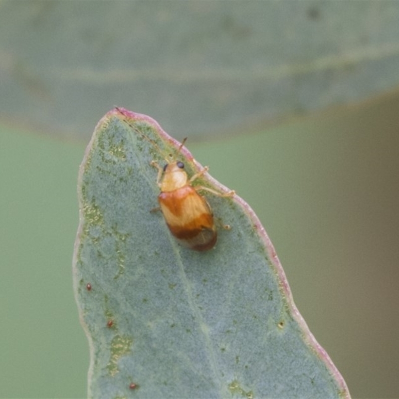 Monolepta juno