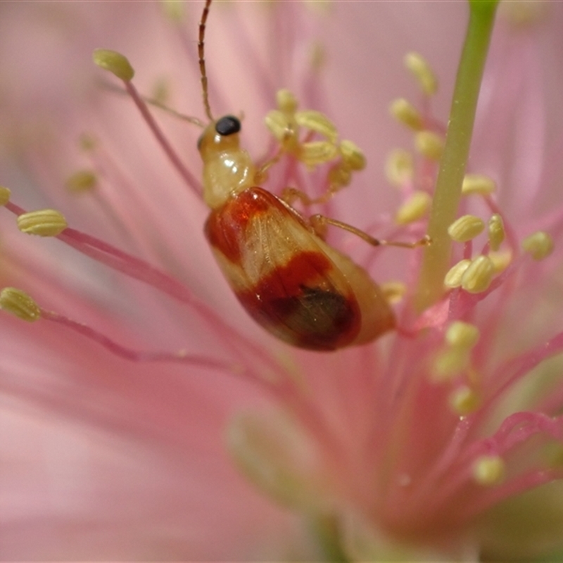 Monolepta juno