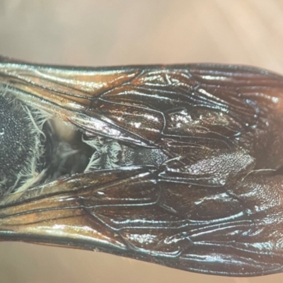 Megachile punctata