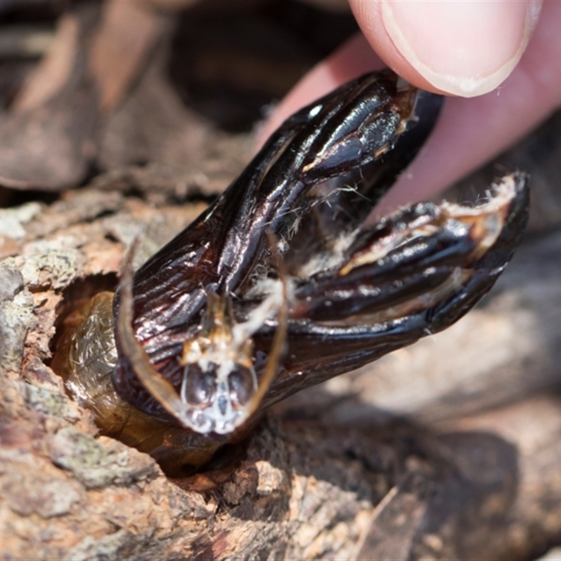 Cossidae (immature)