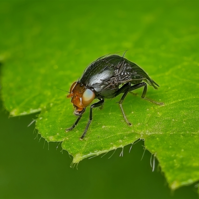 Depressa albicosta