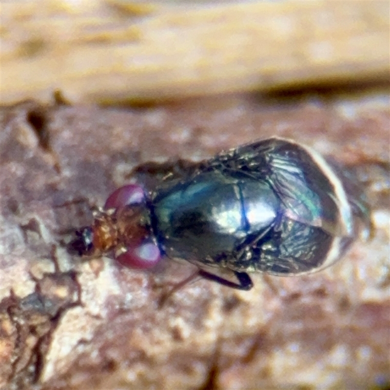 Depressa albicosta