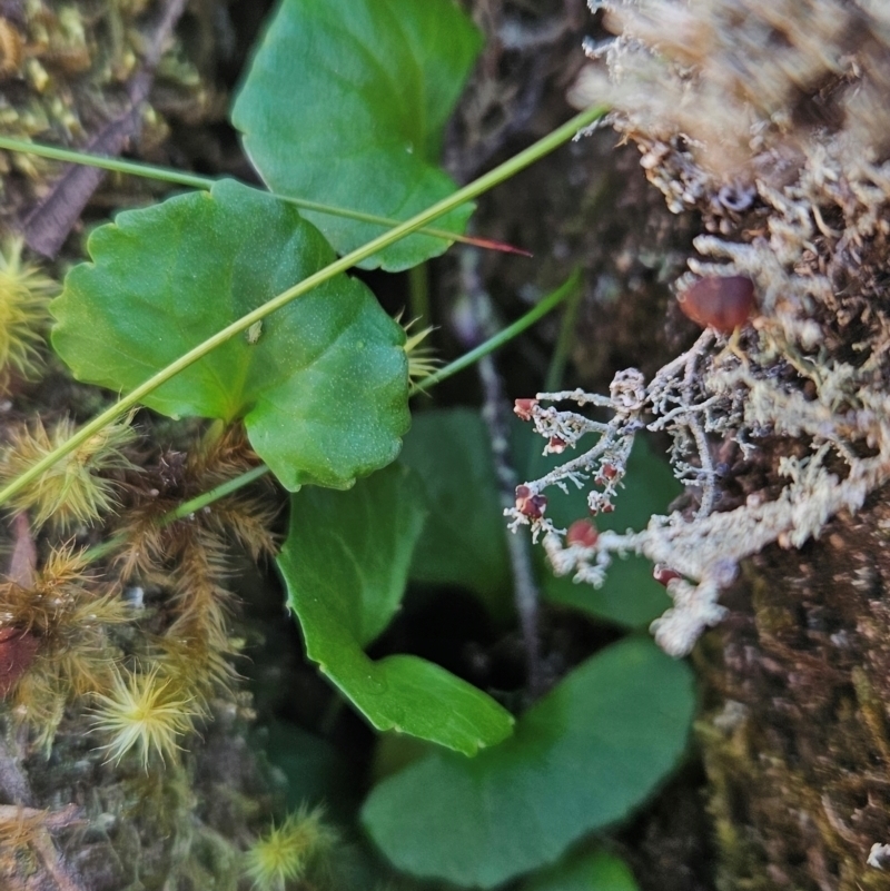 Viola curtisiae