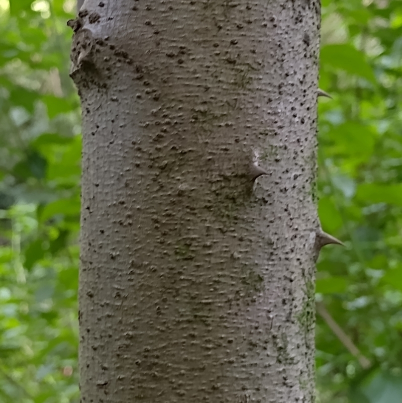 Solanum chrysotrichum