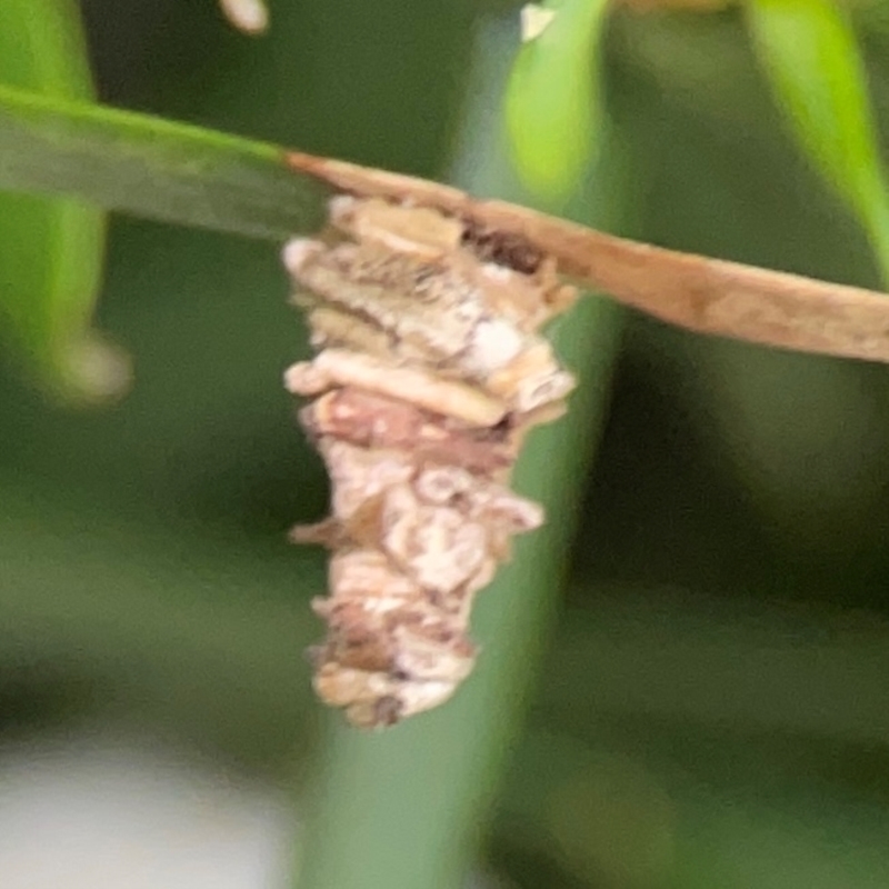 Lomera xanthochrysa