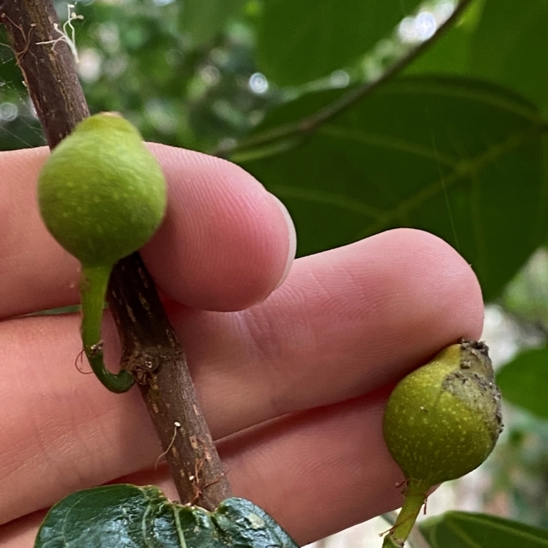 Ficus fraseri