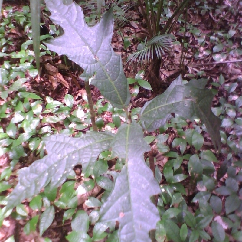 Ficus fraseri