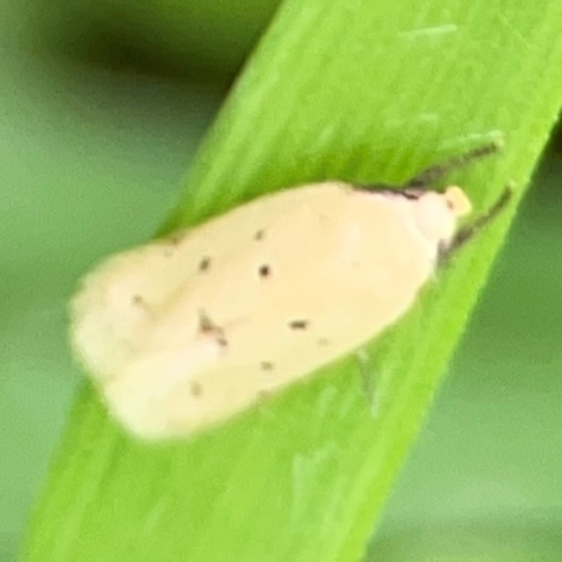 Oecophoridae Provisiion al Species 11