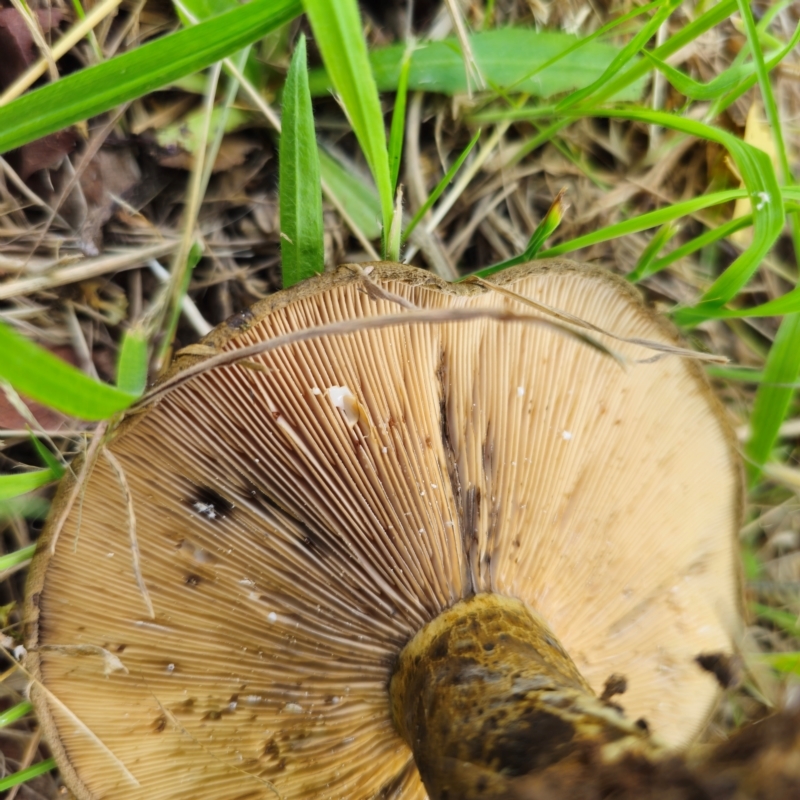 Lactarius turpis