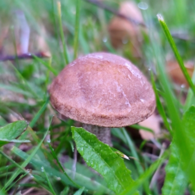 Leccinum snelii