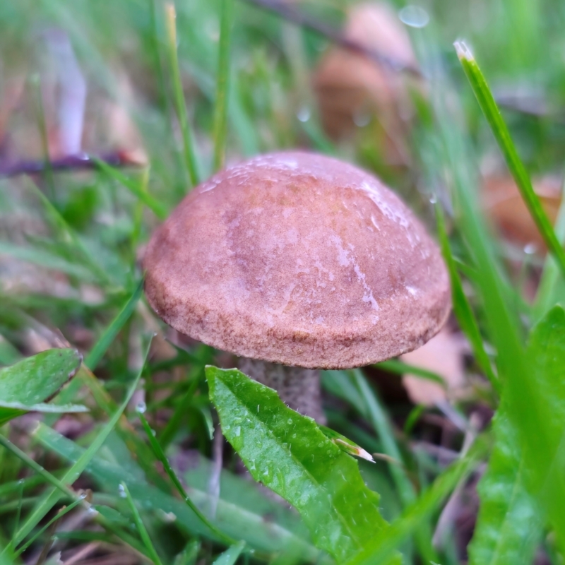 Leccinum snelii