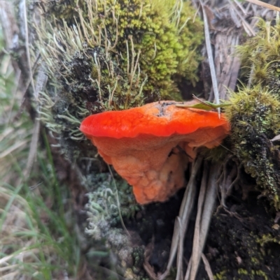 Aurantiporus pulcherrimus