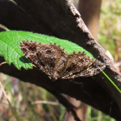 Xanthorhoe strumosata