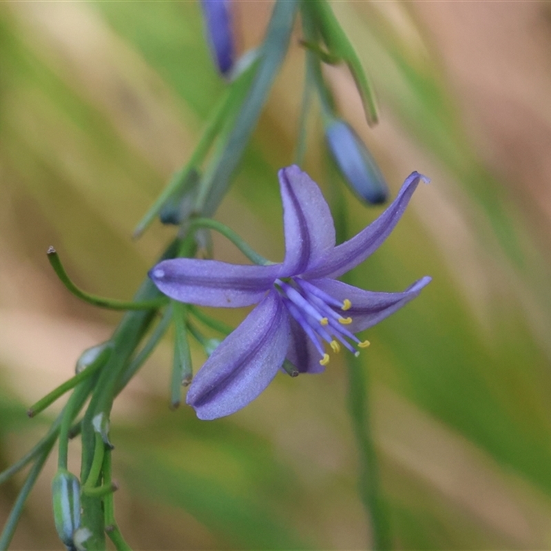 Caesia calliantha