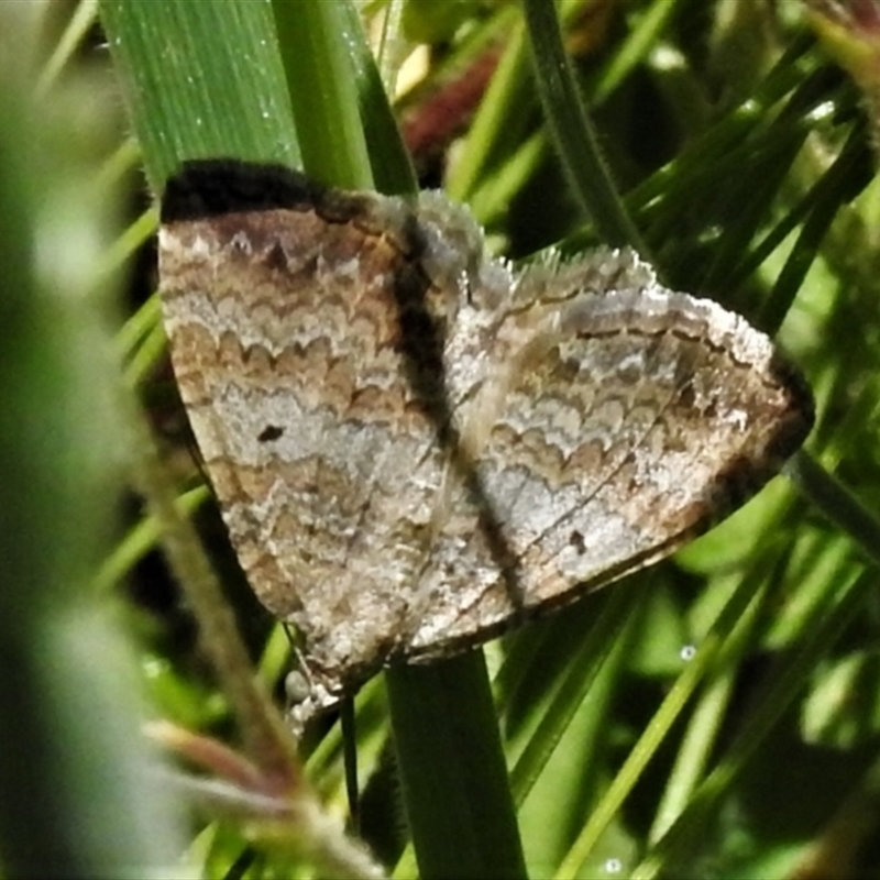 Chrysolarentia leptophrica