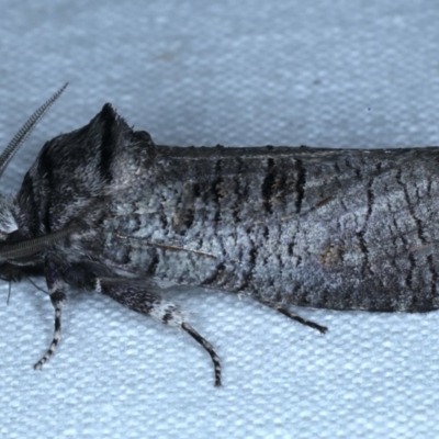 Culama glauca