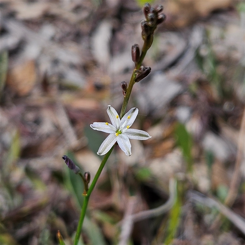 Caesia parviflora