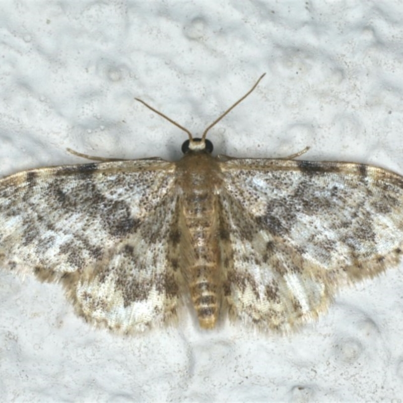 Idaea inquinata