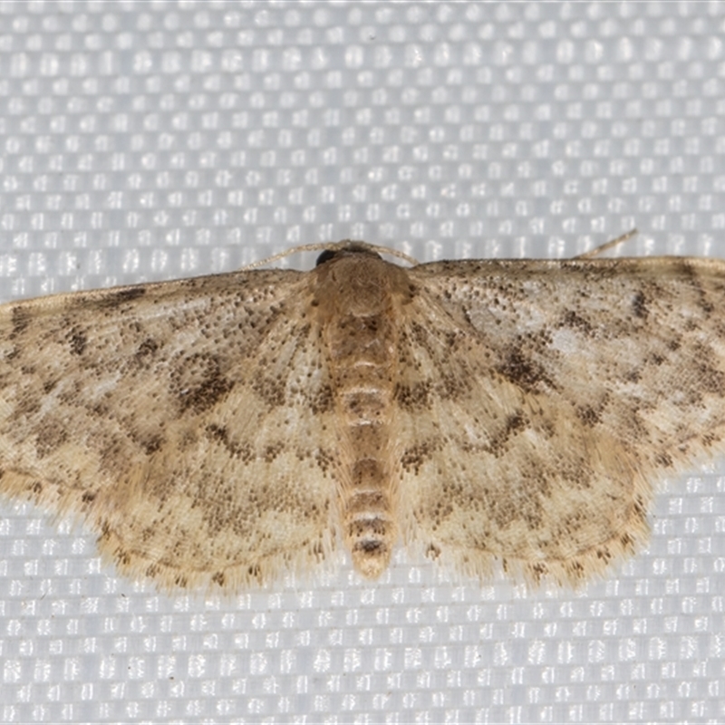 Idaea inquinata