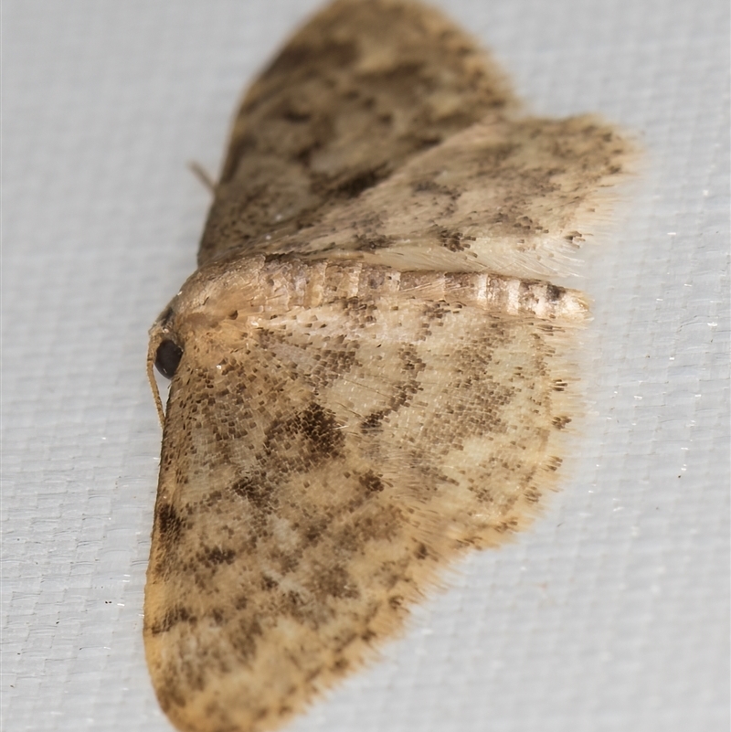 Idaea inquinata