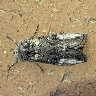 Epicyrtica lichenophora