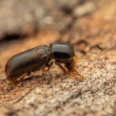 Xylobosca canina (an Auger beetle)