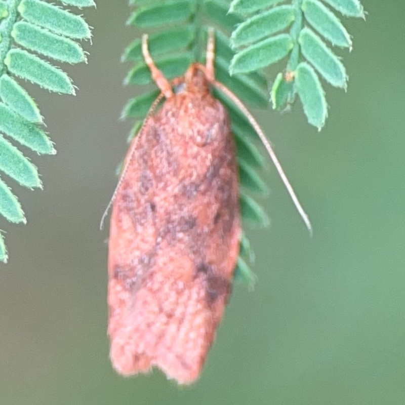 Garrha costimacula