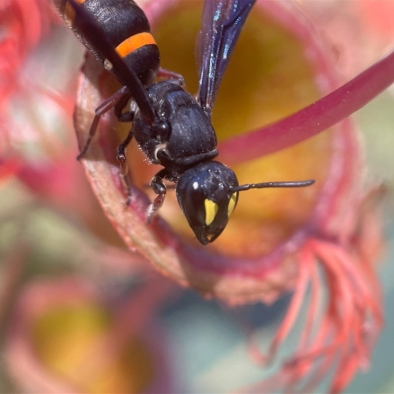 Hylaeus (Analastoroides) foveatus