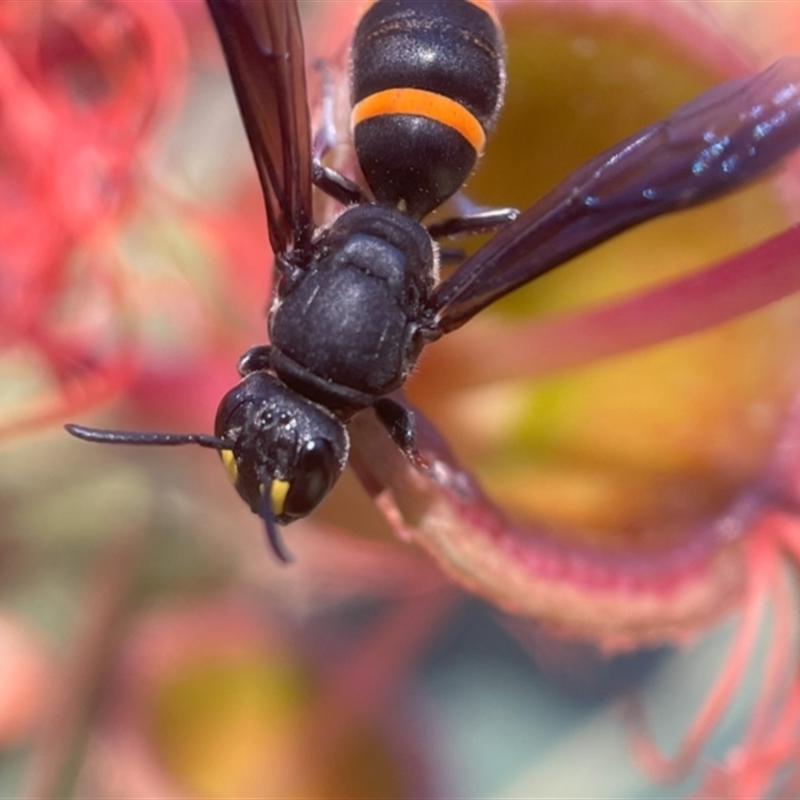 Hylaeus (Analastoroides) foveatus